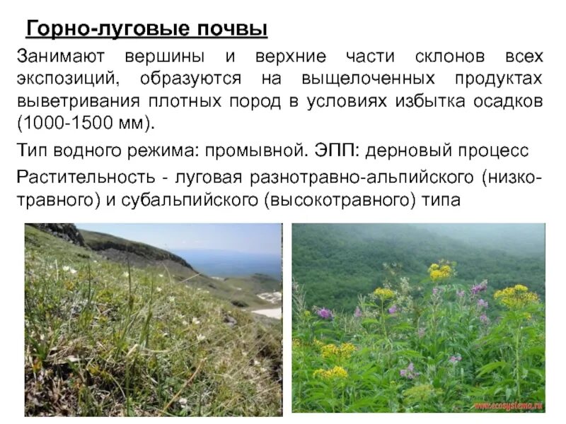 Растительность луговых почв. Горно-луговые почвы. горно-луговые почвы характеристика. горные почвы характеристика. луговая почва.