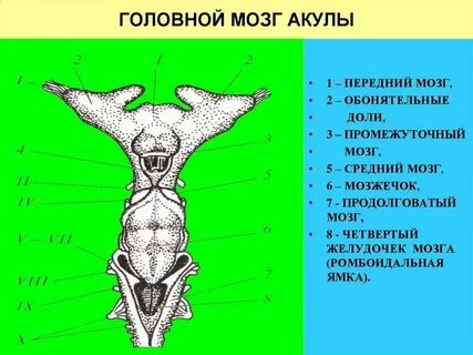 Мозги акулы
