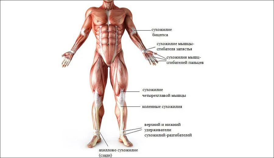 Сухожилия примеры. Мышцы связки сухожилия. анатомия человека связки и сухожилия. где находятся сухожилия у человека. сухожилия на теле человека схема.