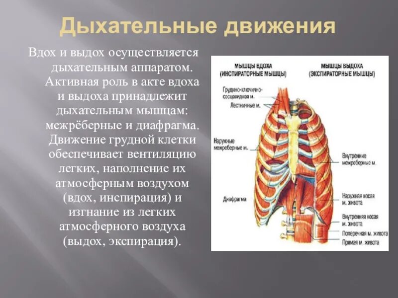 При выдохе у человека происходит. Дыхательные движения. Дыхательные мышцы вдоха и выдоха. Мышцы при вдохе и выдохе. Межреберные мышцы вдох выдох.