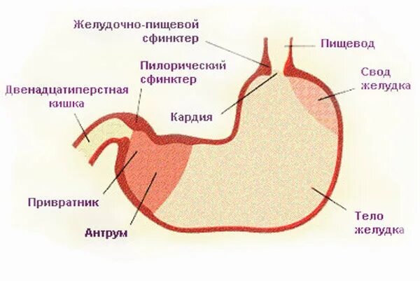 Пищевод кошки. Строение желудка собаки анатомия. Строение желудка кошки анатомия. Строение желудка кота. Строение желудка кошки.