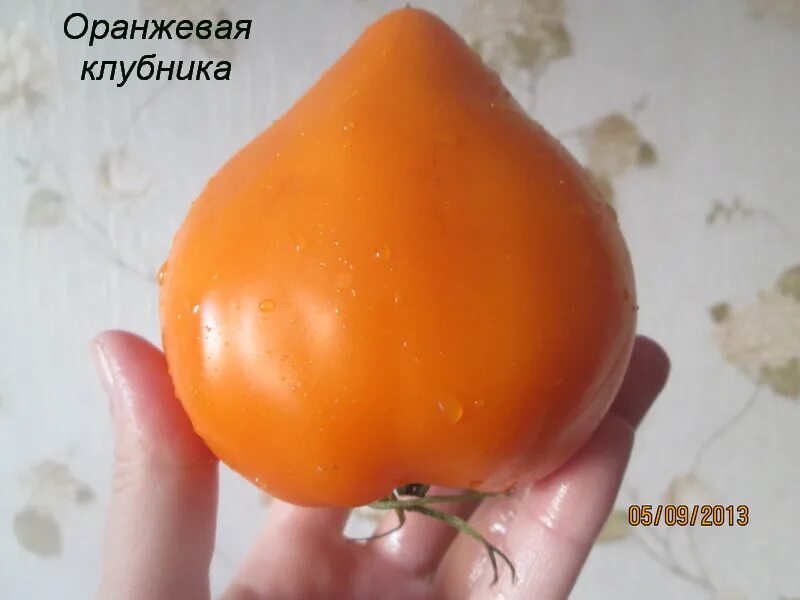 Томат немецкая оранжевая клубника Мязина. Оранжевая клубника (Orange Strawberry, Германия). Томат земляника оранжевая. Семена томат "немецкая оранжевая клубника" Мязина. Немецкая клубника оранжевая описание томата