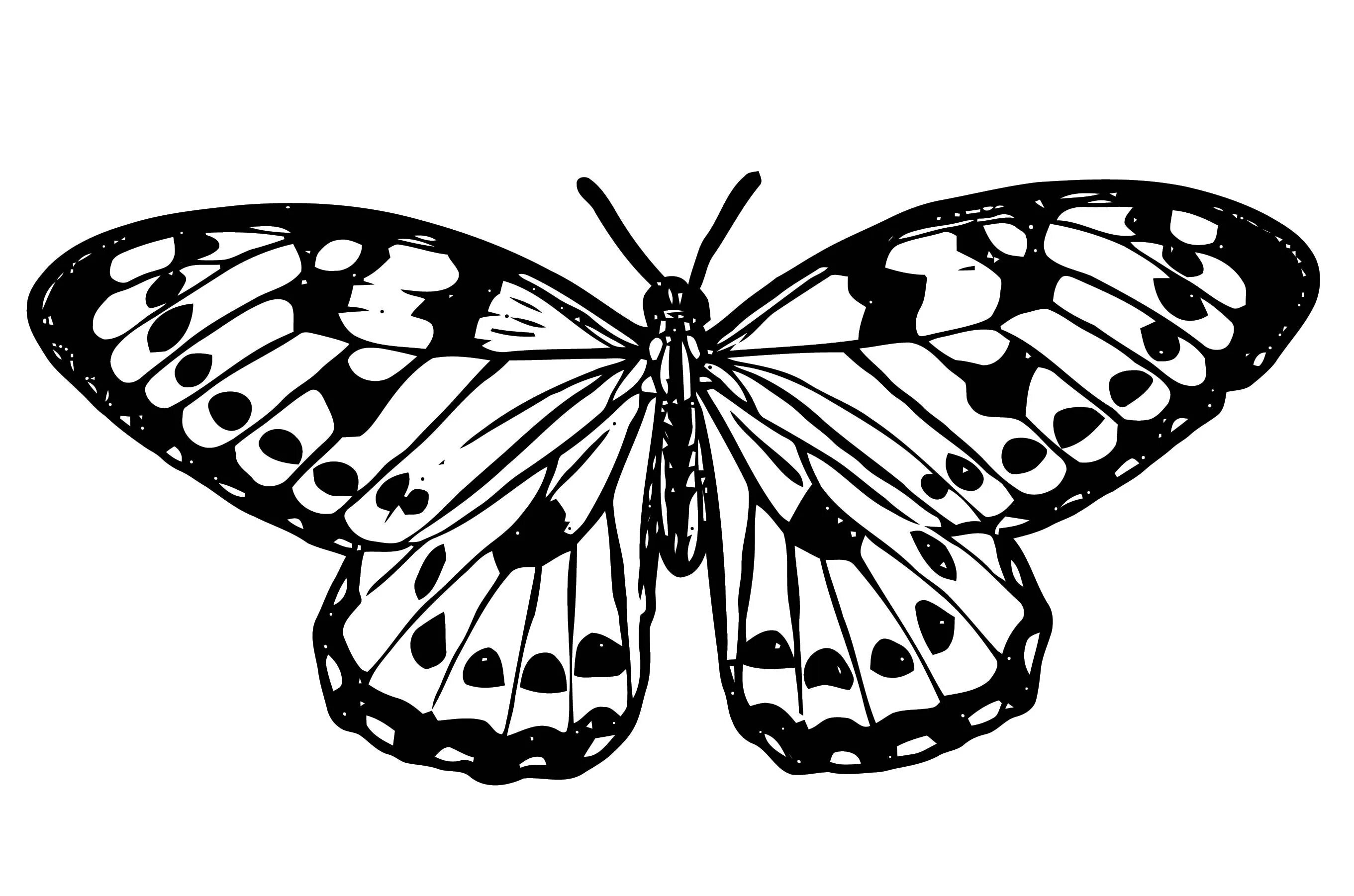 Бабочка чб. Бабочка рисунок. Бабочки чёрно белые. Черно белые бабы.
