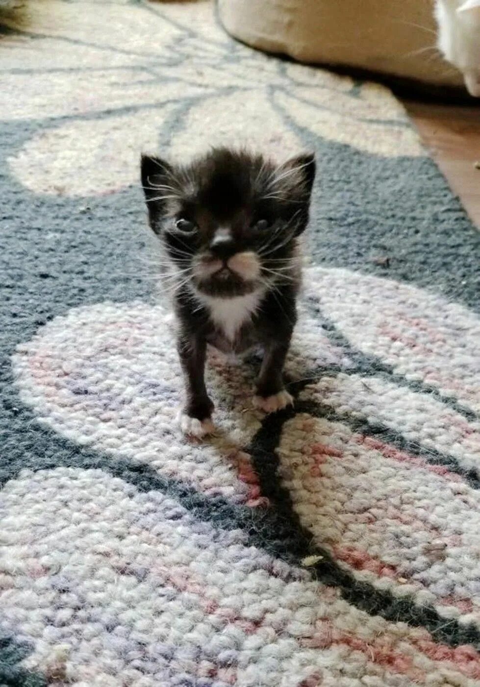 30 Transformations From Kittens to Cats That Are Just Amazing