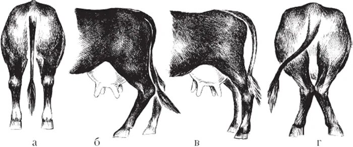 Как отличить передний. Саблистая постановка конечностей у коров. Правильная постановка конечностей у КРС. Клюшеногость задних конечностей КРС. Экстерьер КРС.