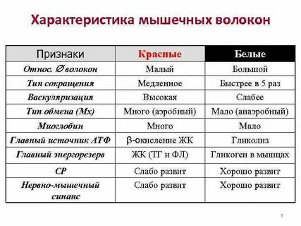 Разные типы мышечных волокон
