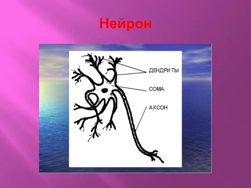 Биология 7 класс нервная система рефлекс инстинкт. Нервная система. Конспект нервная система рефлекс инстинкт. Нервная система животных рефлекс инстинкт. Конспект по биологии нервная система рефлекс инстинкт.