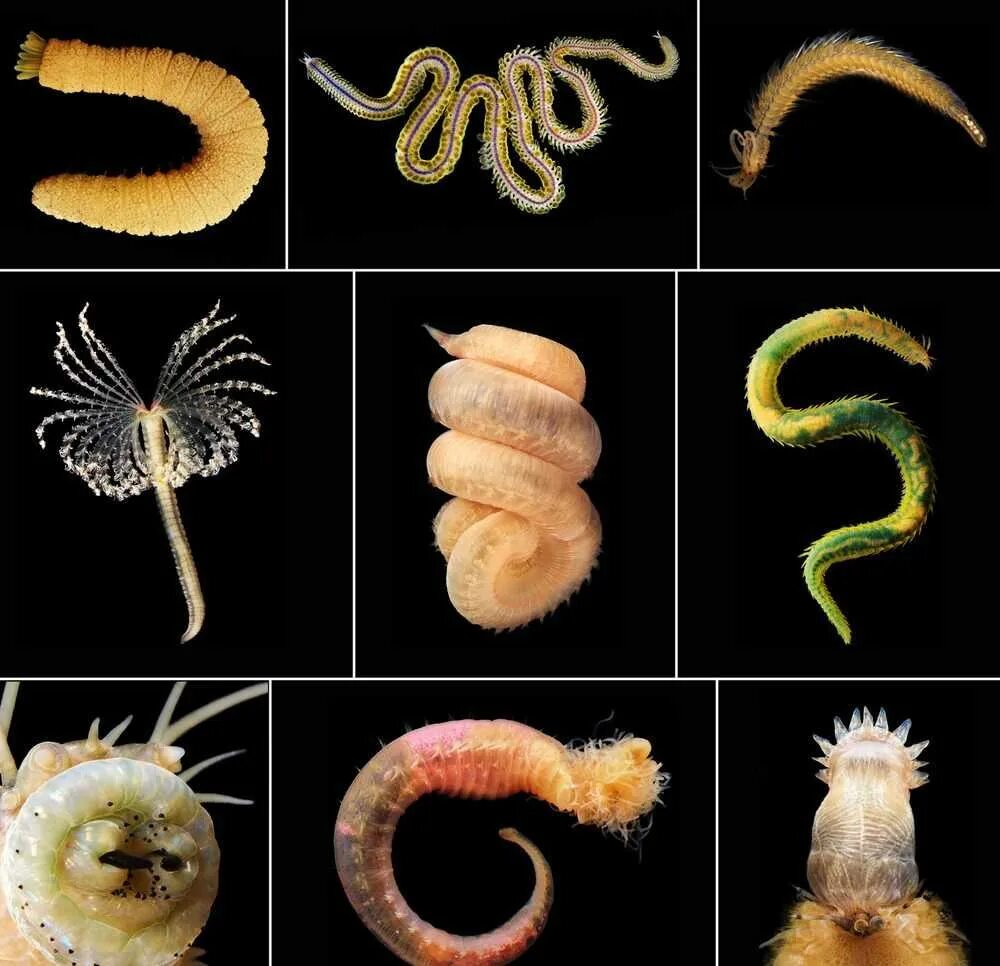 Виды глистов паразитов. Гельминтология черви паразиты. Паразитические черви гельминты. Паразитические черви гельминты. Гельминтология (гельминты, паразиты.