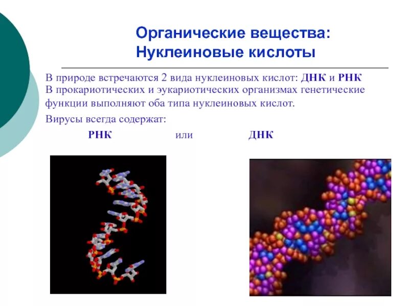 Нуклеиновые кислоты вирусов их структура и функции. Сегментированная нуклеиновая кислота. Нуклеиновая кислота вируса. Органические вещества нуклеиновые кислоты.