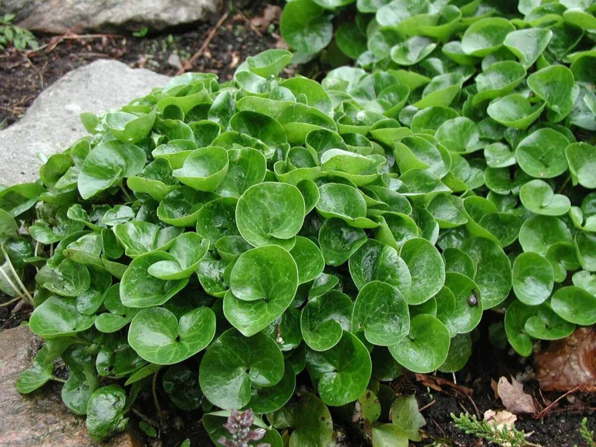 Копытень европейский. Копытень европейский asarum europaeum. Копытень европейский цветет. Копытень европейский кислица. Копытень (asarum).