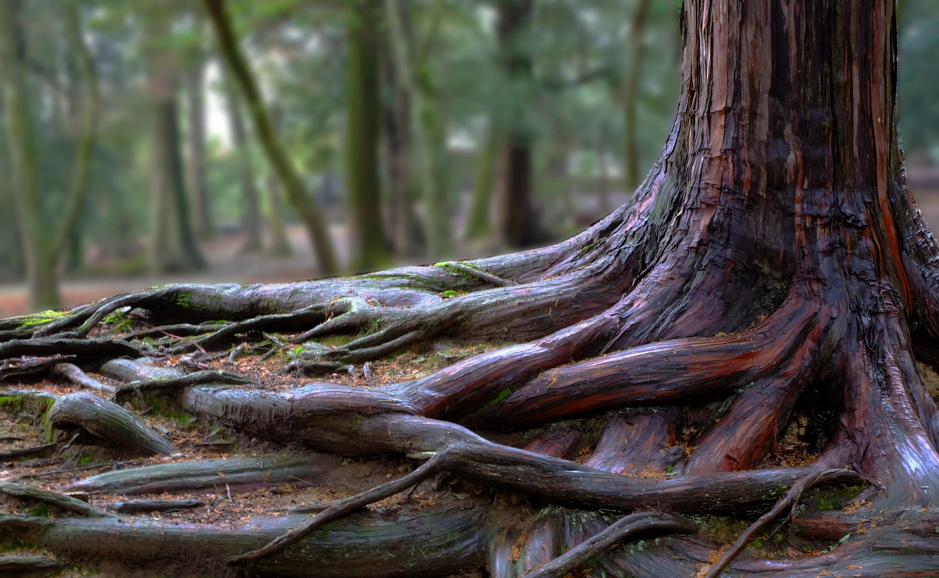Tree roots