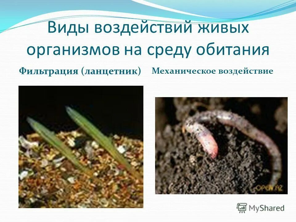 биотические экологические факторы примеры. влияние экологических факторов на развитие растений. экологические факторы неживой природы абиотические. механическое воздействие на среду обитания. круговорот углерода в биосфере.