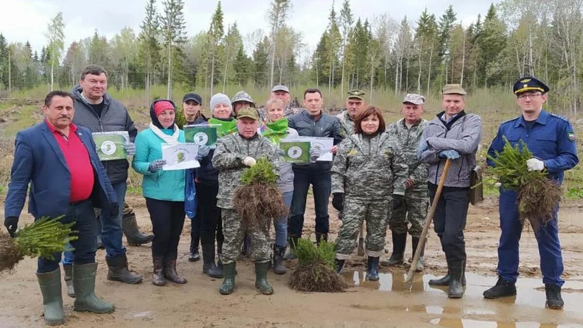 Посадили 56 деревьев 7 8. Лесхоз Талдом. Ярославское лесничество Ярославской области. Дмитровский лесхоз. Экология в лицах.