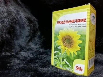 Корень подсолнуха аптека