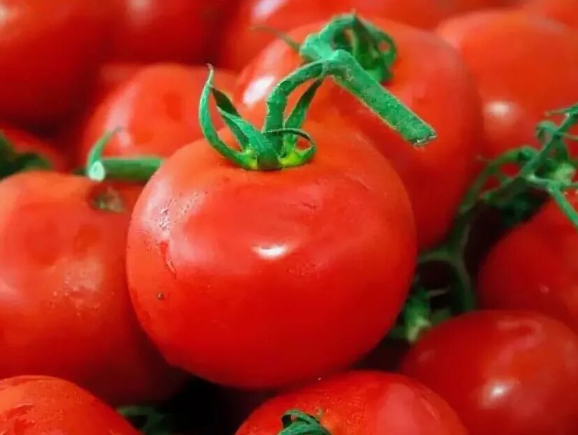 Толстой семена томат. Томат толстой f1. Томат индетерминантный толстой f1. Томат Лев толстой f1. Семена помидоров толстой f1.