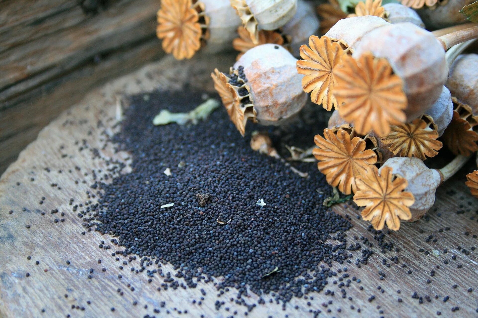 Как выглядят семена мака Papaver rhoeas Image of an specimen Plantarium