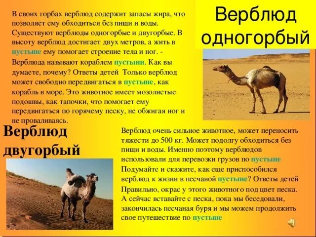 Проект пустыни окружающий мир 4 класс в жаркой пустыне окр мир