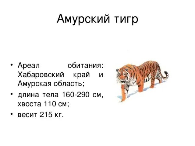 Какая длина тигра. Амурский тигр ареал. Амурский тигр обитает. Место обитания Амурского тигра. Ариаламурского тигра.