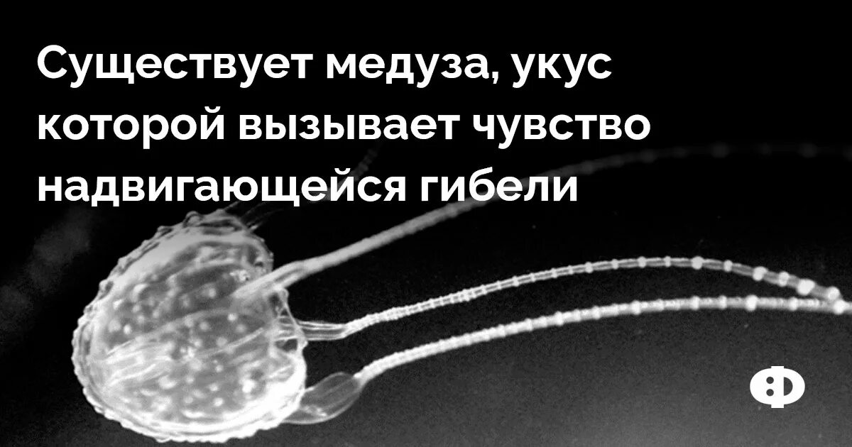 Песня своими карими глазами жалит как медуза. Медуза вызывающая чувство надвигающейся гибели. медуза ируканджи.