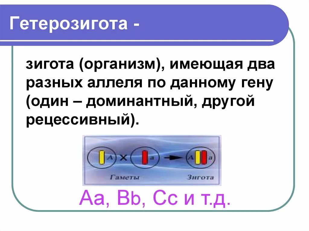 Гетерозигота гомозигота гетерозигота. Рецессивная гетерозигота. Гетерозиготный рецессивный генотип. Гетерозиготный генотип обозначение. Гетерозигота что это