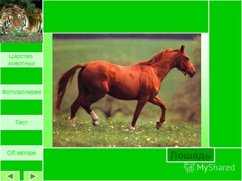 Контрольная работа по биологии 5 класс. Контрольная работа по биологии 5 класс бактерии с ответами. Тест про лошадей детям. Царство животные егэ биология. Волк царство тип класс.