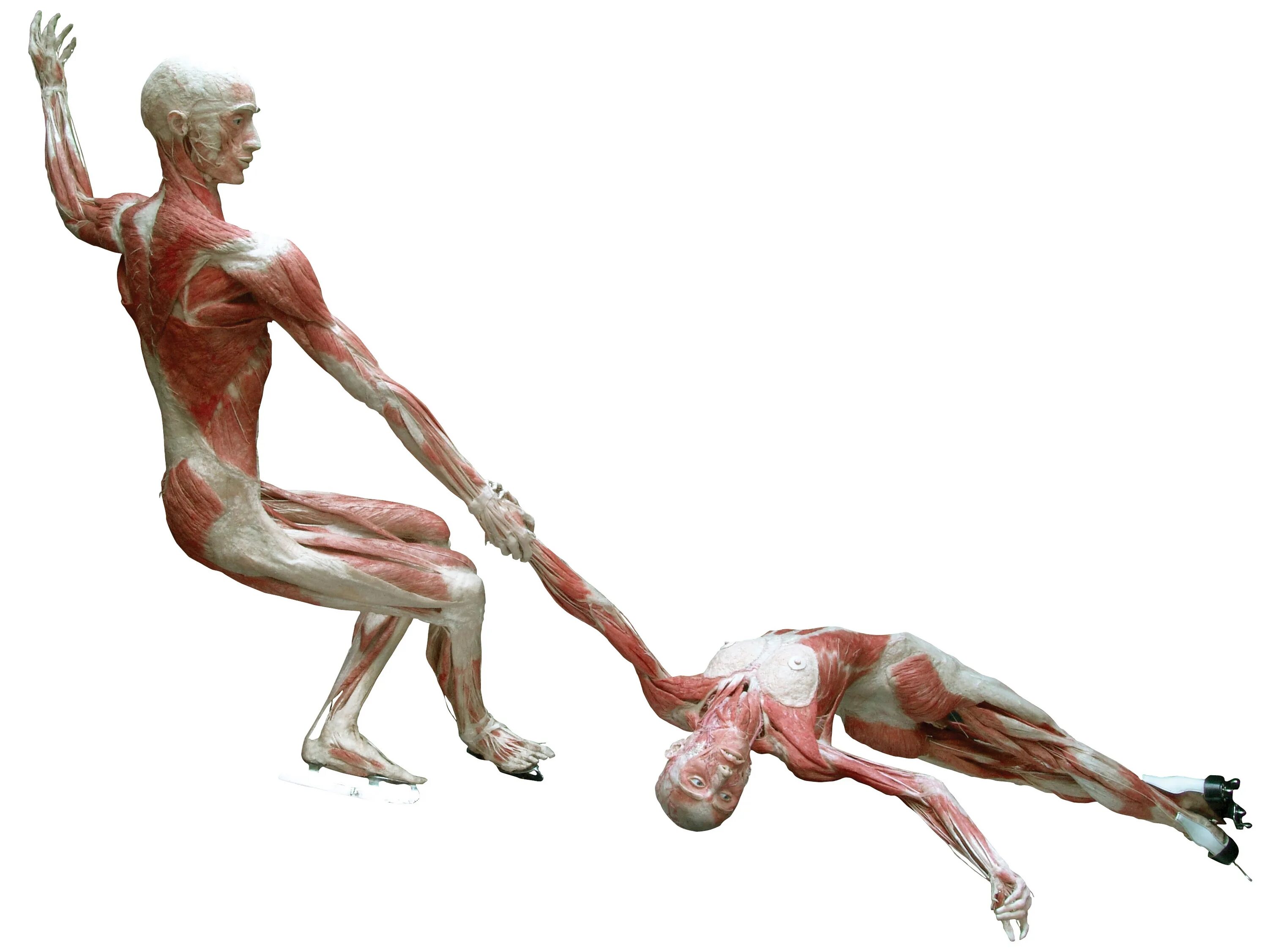 Сохранение человеческого в человеке. Гюнтер Хагенс анатомия. Анатомический театр доктора Гюнтера фон Хагенса. Музей пластинации Гюнтера фон Хагенса.