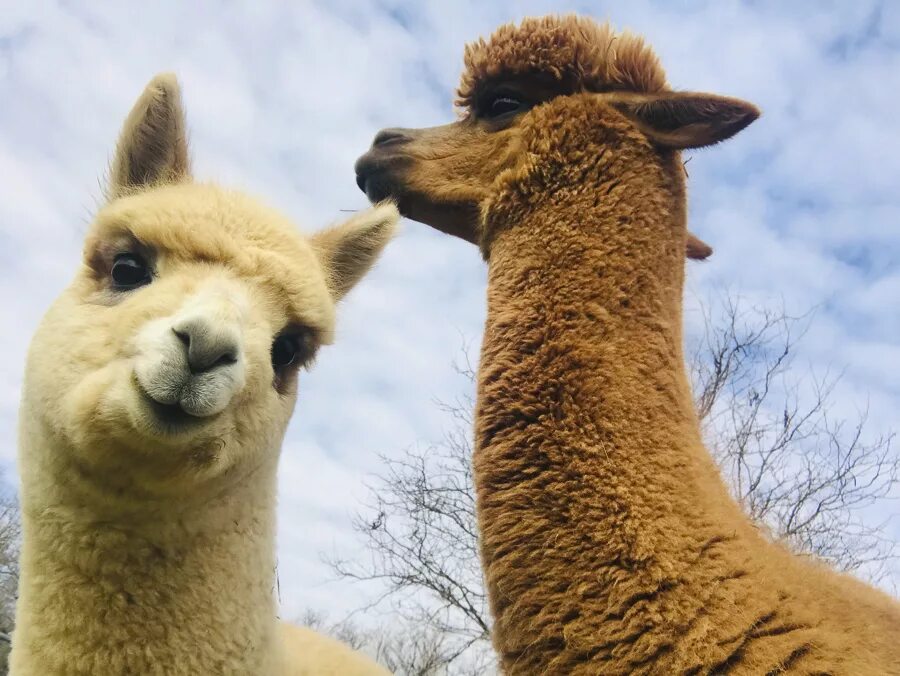 Боевая альпака. Сестра альпаки. Сестра альпаки. Сестра альпаки. Сестра альпаки.
