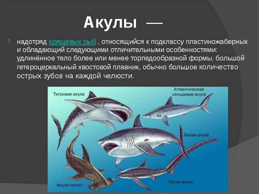 Рыбы примеры 3 класс. Тема по биологии 8 класс хрящевые рыбы. Виды акул. Класс хрящевые рыбы акулы. Характеристика акул.