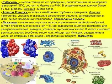 Органоиды клетки необходимые для синтеза белка