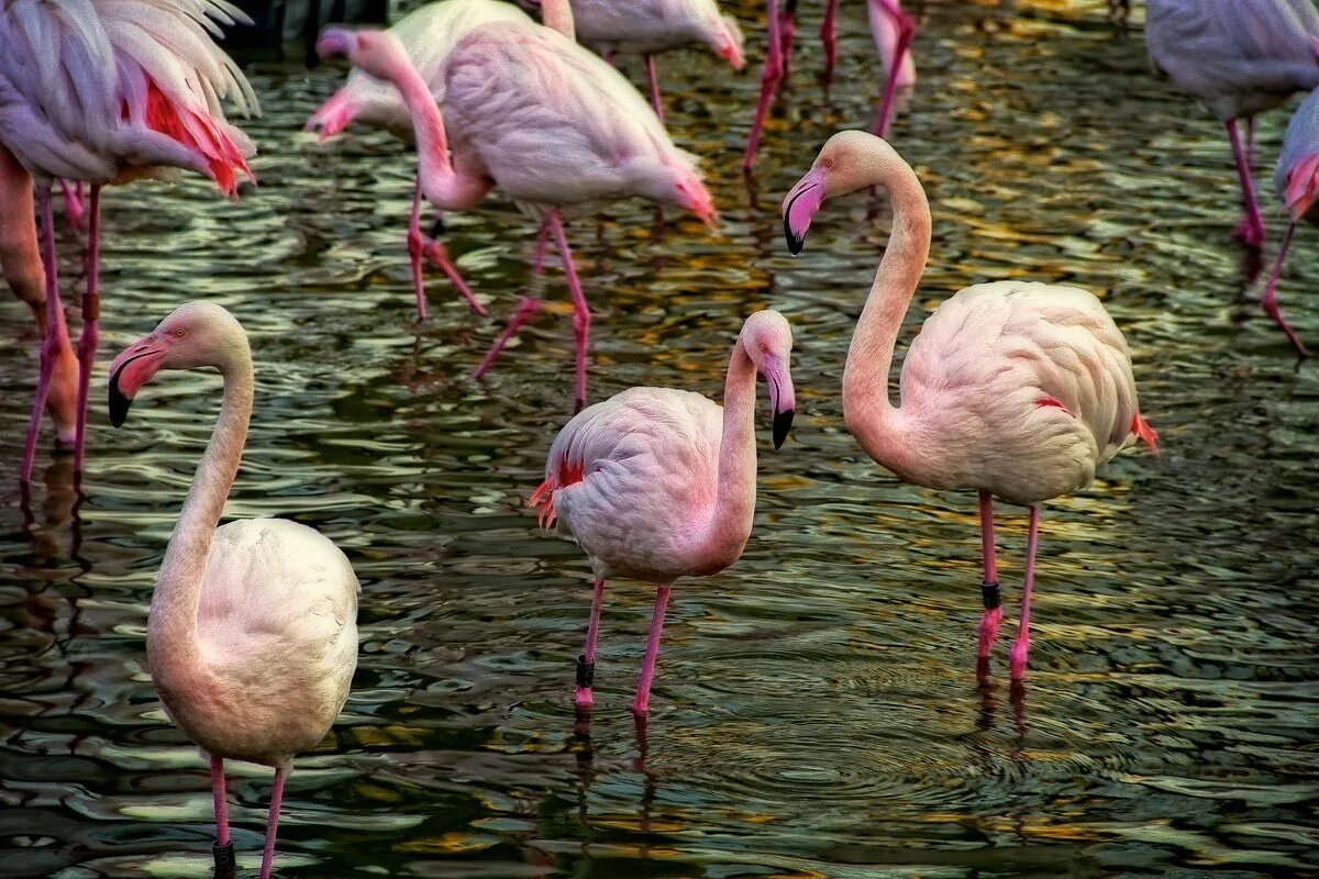 Красив фламинго. Фламинго Астрахань. Астрахань Фламинго заповедник. Дельта Волги Фламинго. Кукушкин Фламинго.