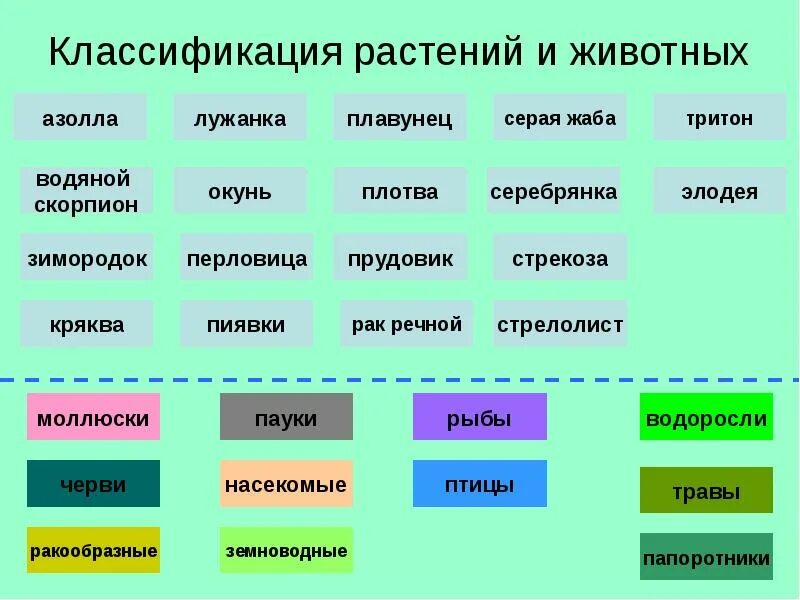 Растения и животные пресных водоёмов (электронный справочник)