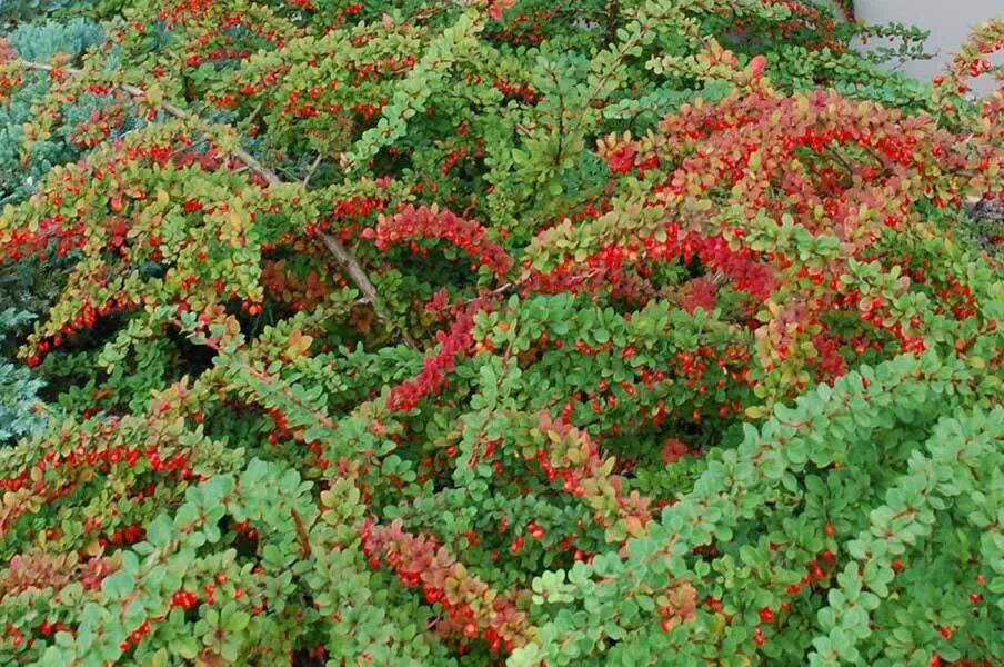 Барбарис Тунберга Berberis thunbergii "Green Carpet". Барбарис Тунберга Грин карпет. Барбарис Тунберга Грин. Барбарис Тунберга Грин карпет (Green Carpet). Барбарис грин карпет описание