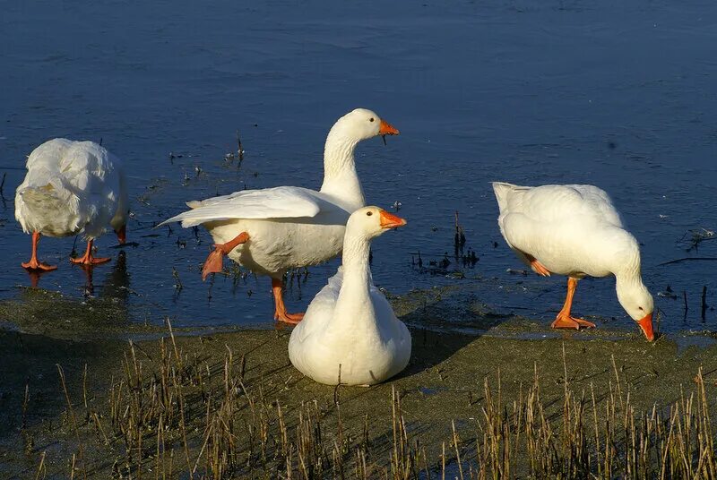 Гусь и ворона. Ворон гусь. Утиный свисток. Предметы с принтом гуся. Лебедь и ворон.
