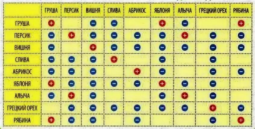 Соседство плодовых деревьев и кустарников таблица. Совместимость плодовых деревьев и кустарников в саду таблица. Совместимость кустарников и плодовых деревьев на участке. Таблица совместимости плодовых деревьев в саду. Соседи яблони