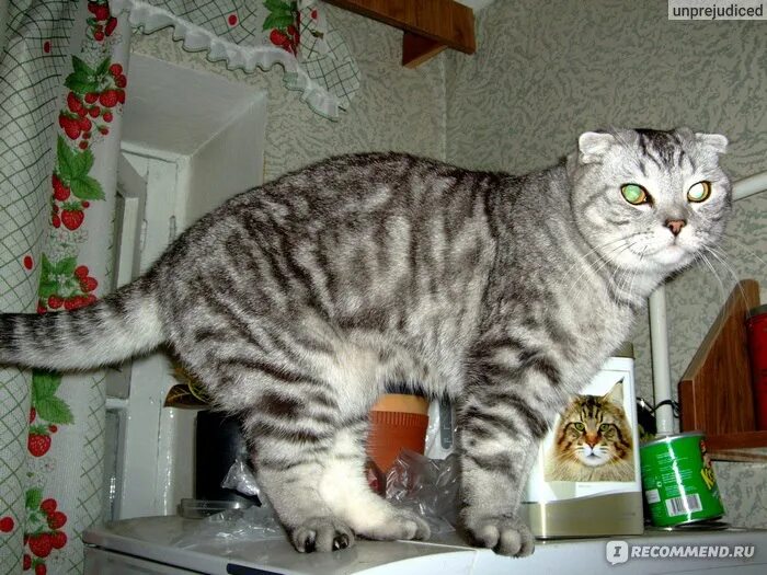 Вычесывание шотландских кошек. Британская кошка линяющая. Шотландская вислоухая сильно линяет что делать. Шотландские котята линяют?. Шотландский вислоухий кот висячий живот.