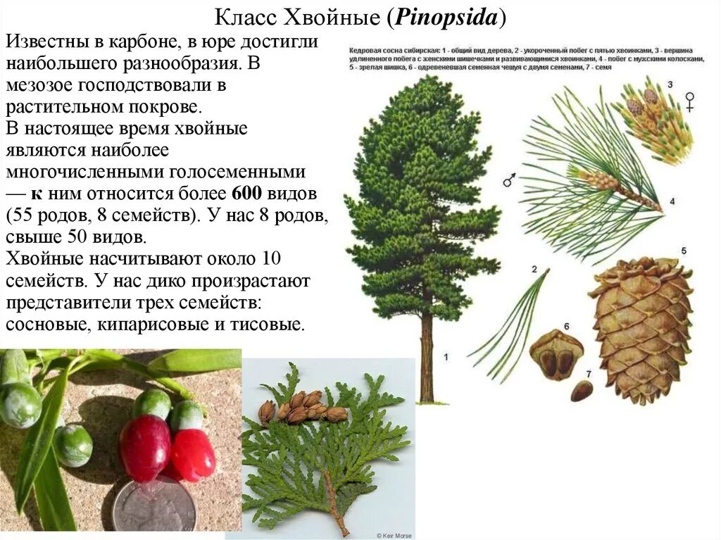 Какие растения являются хвойными. Сосна представитель голосеменных растений. Класс хвойные. Класс хвойные растения. Представители хвойных голосеменных растений.