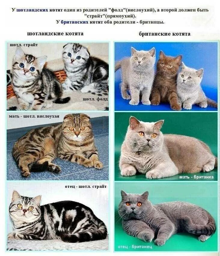 Отличие кошек. Котята скоттиш страйт отличие от шотландской. Порода кошки Шотландская прямоухая отличия. Шотландская вислоухая, страйт и Британская кошка. Британец и шотландец отличия кот.