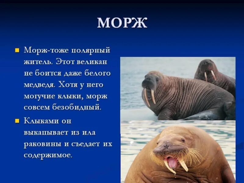 Китообразные ластоногие. Ластоногие и китообразные. китообразные ластоногие хоботные. высшие или плацентарные звери ластоногие и китообразные. морж описание.