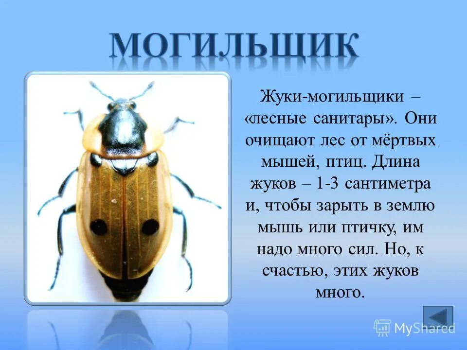 жуки могильщики роль в природе. жук могильщик. жуки могильщики трупоеды. жук могильщик выделительная система. жук могильщик выделительная система.