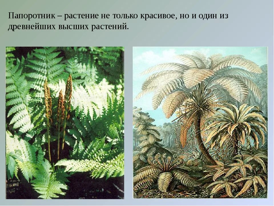 Папоротники в древности. Древовидные папоротники палеозой. Древние Папоротникообразные. Папоротники каменноугольного периода. Древние древовидные папоротники.