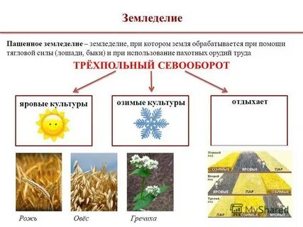 Зерновая культура возделываемая крестьянами в 16 веке