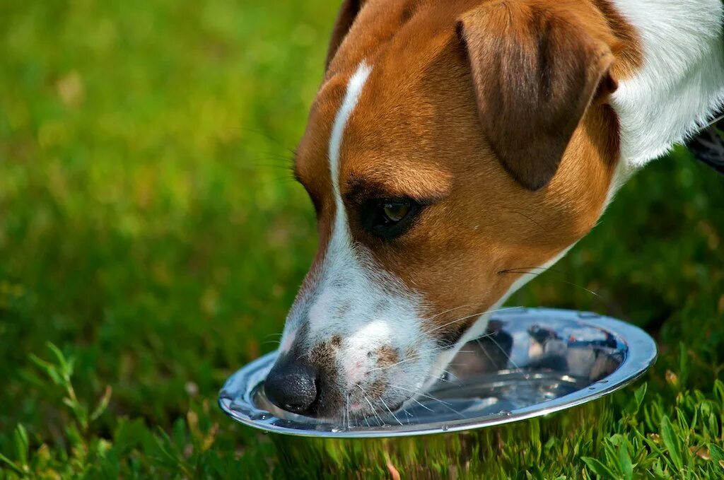 Сколько воды пьют собаки. Собака лакает. Жажда у животных. Вода для животных. Питьё для собак.