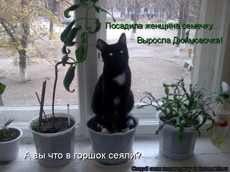 злой творог. цветы не поливать картинка. не поливать картинка. владелец потчевать засеянный горшочек. тракторист пашет поле.