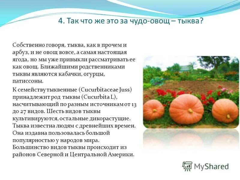 Тыква это овощ или фрукт. Тыква это ягода или фрукт или овощ. тыква это овощ или ягода. тыква это плодовые или овощные. тыква это ягода.