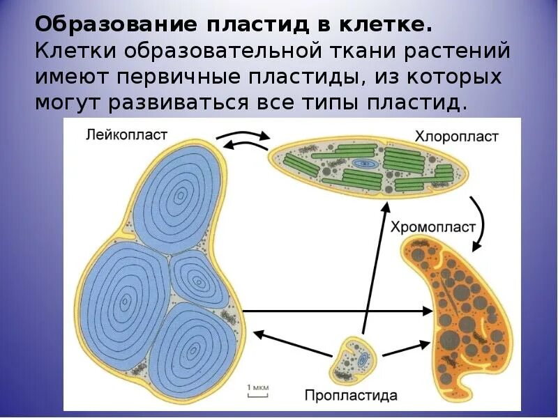 Взаимное превращение пластид. Превращение пластид друг в друга. Взаимопревращение пластид схема. Формирование пластид растительной клетки. Лейкопласты в растительной клетке