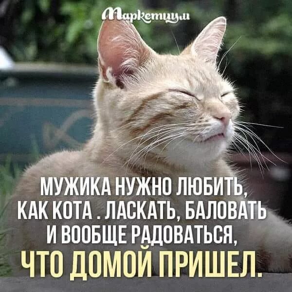 Чем огорчались чем радовались. Мужчину надо любить как кота. Мужика надо любить как кота. Кот пришел домой. Мужиков надо любить.