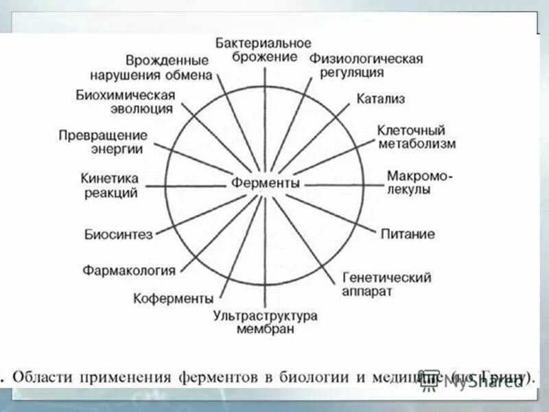 Ферменты их значение в организме. Функции ферментов биохимия кратко. Биологическая функция ферментов в организме. Роль ферментов в организме. Функции белков белки ферменты.