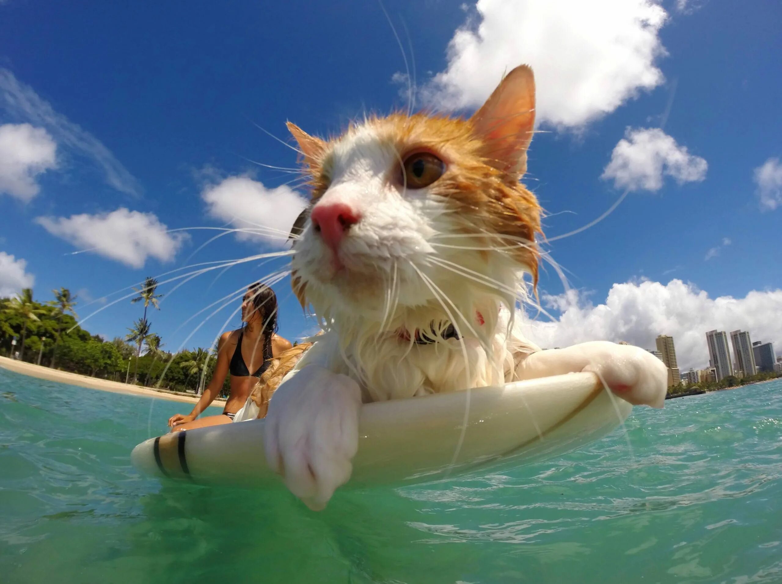 Веселое морская 1. Котик на море. Котик на пляже. Кошка на отдыхе. Кот отдыхает на пляже.