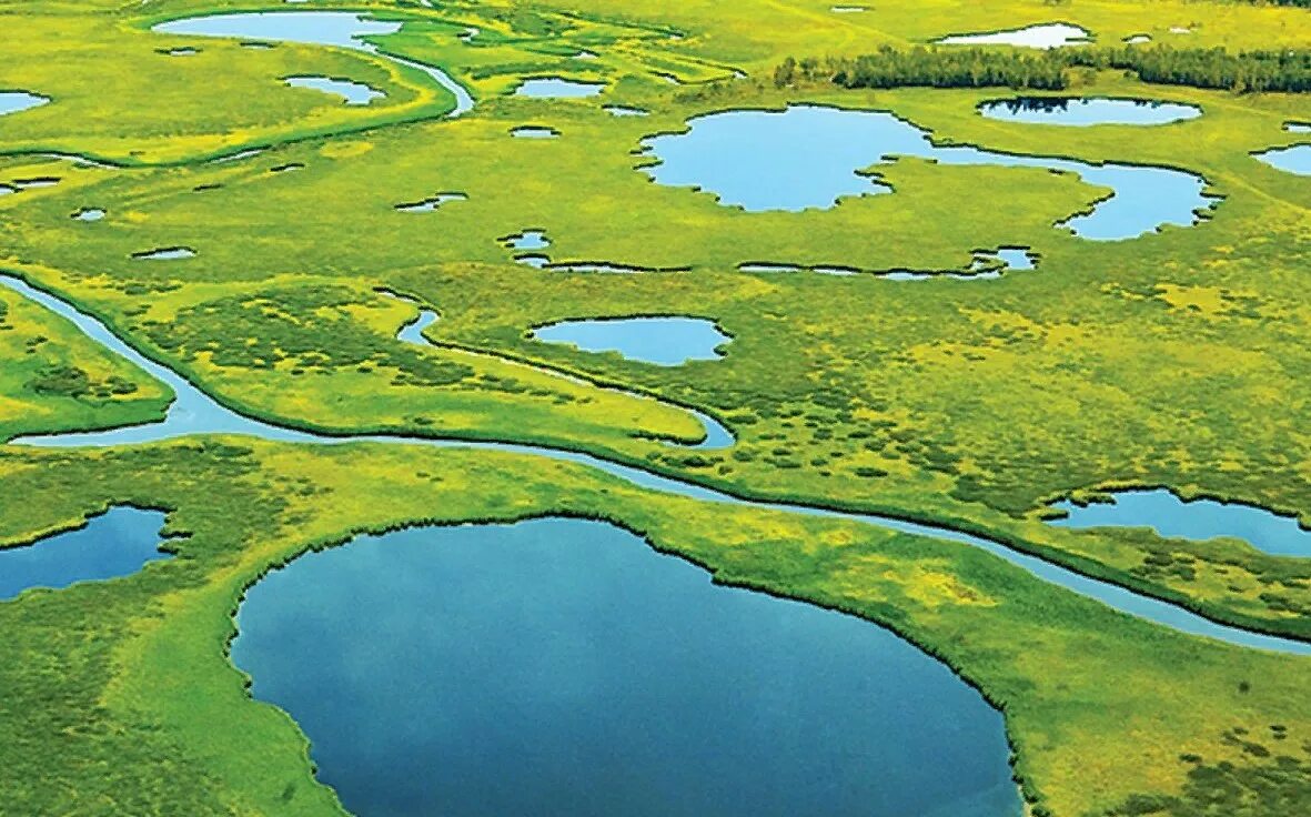 Болотная территория. Западно Сибирская равнина Васюганское болото. Васюганские болота Томская область. Васюганское болото заповедник. Васюганские болота, Сибирь.