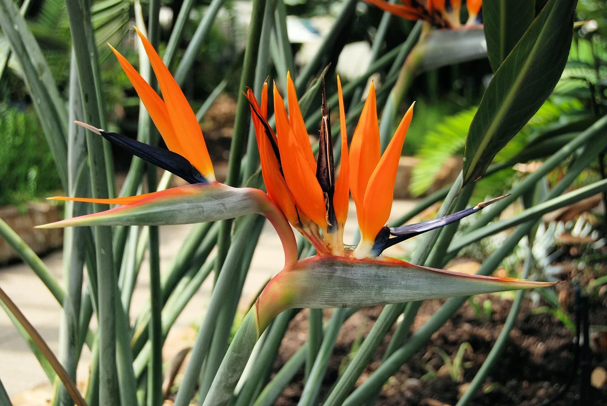 Стрелиция как быстро растет. Стрелиция reginae. strelitzia reginae стрелиция королевская.